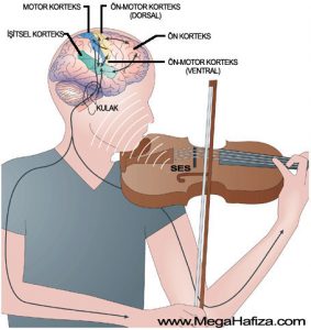 Muzik-Beyin-2