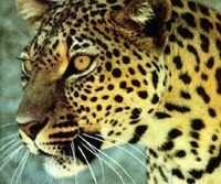 leopar