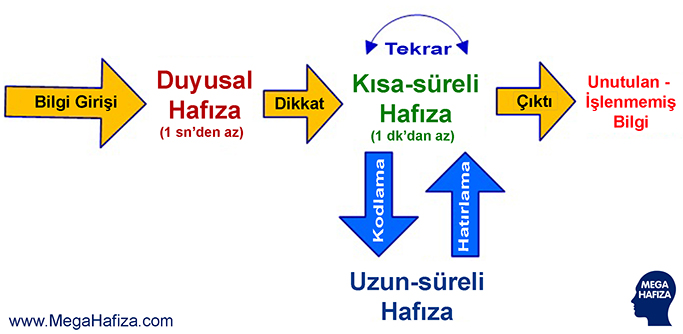 Calisan-Hafiza-Kisa-Sureli-Hafiza