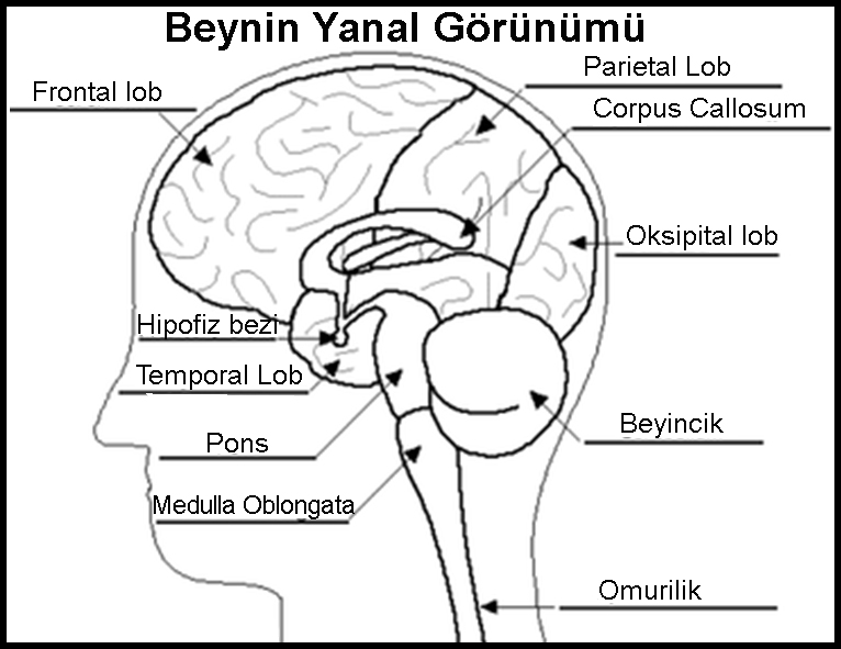 Beyindeki Bilgiye Erişim Stratejisi - Hatırlama Çalışması