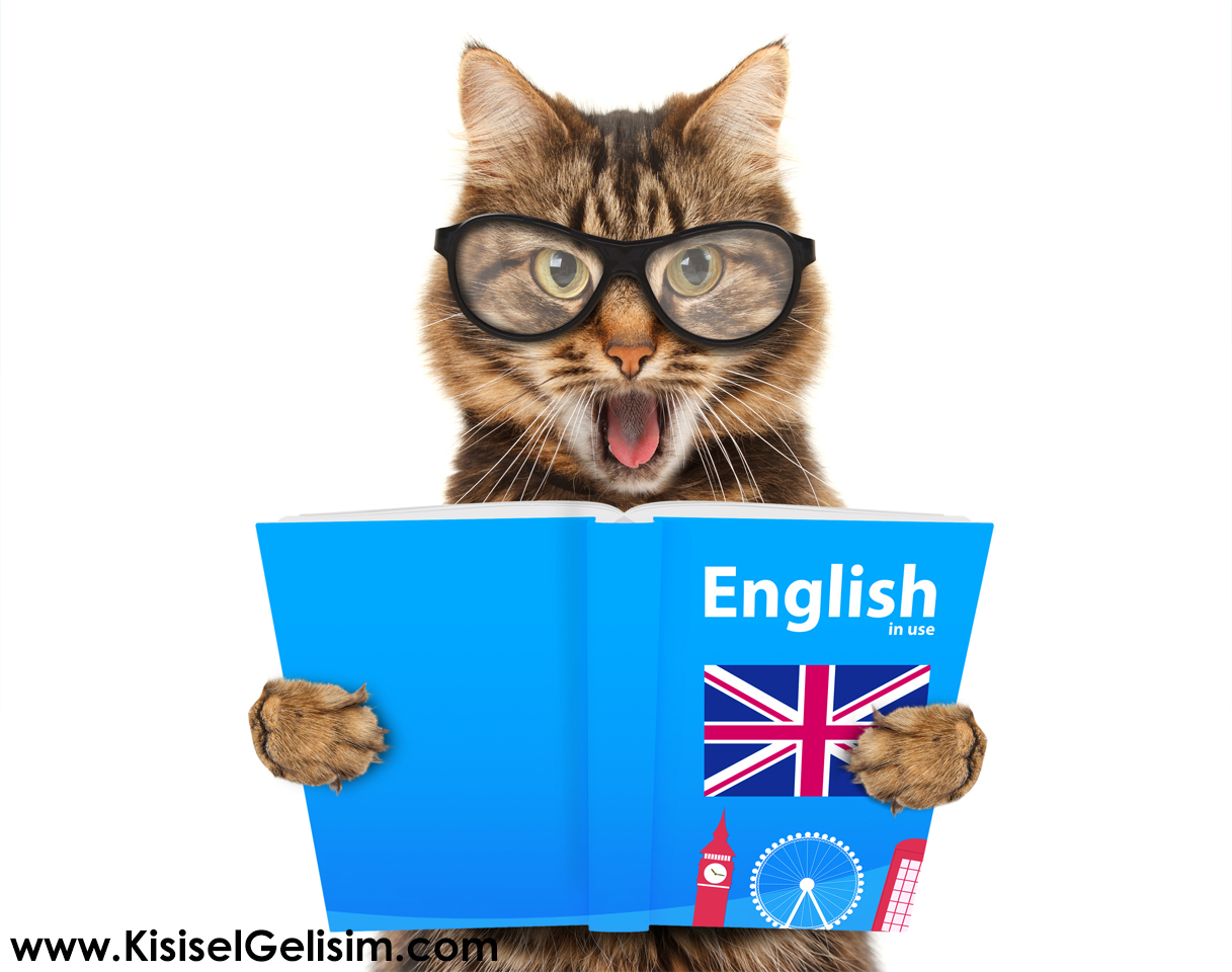 Grammar cat. Кот в очках. Кот изучает английский. Кот учит английский. Кот в очках с книгой.