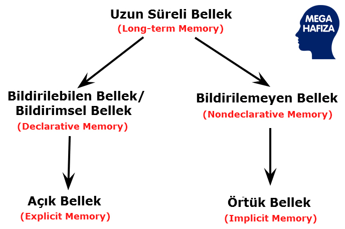 long term memory uzun süreli bellek