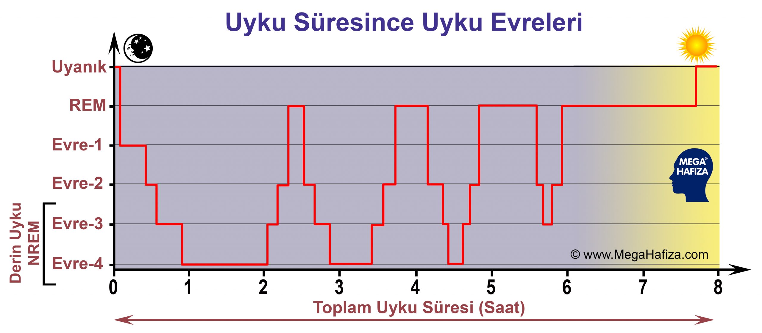 NREN Uykusu / REM Uykusu - Uyku evreleri