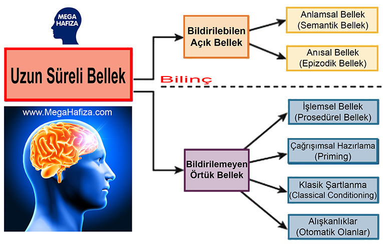 Uzun Süreli Bellek ve Sınıflama Mega Hafıza