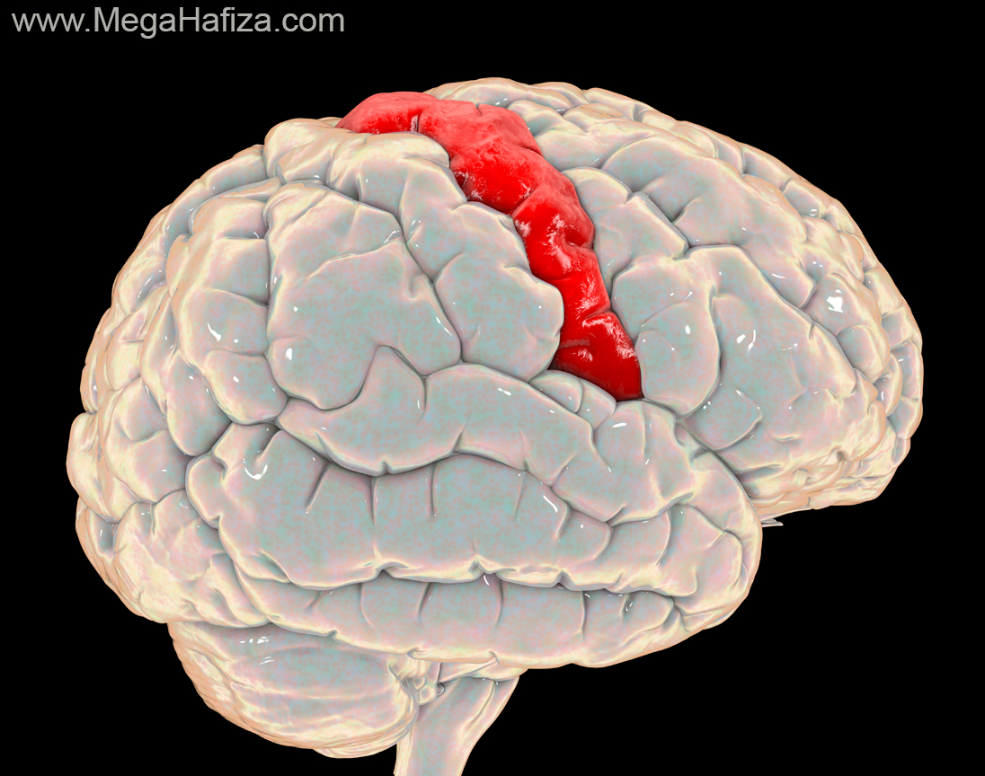Дофамин мозг. Картина похожая на мозг. Гирус. Main Brain Magnum.