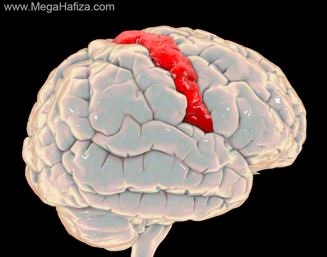 Main brain. Дофамин мозг. картина похожая на мозг. гирус. main brain magnum.