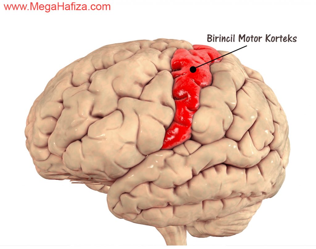Primary Motor Cortex Nedir - Birincil Motor Korteks Nedir