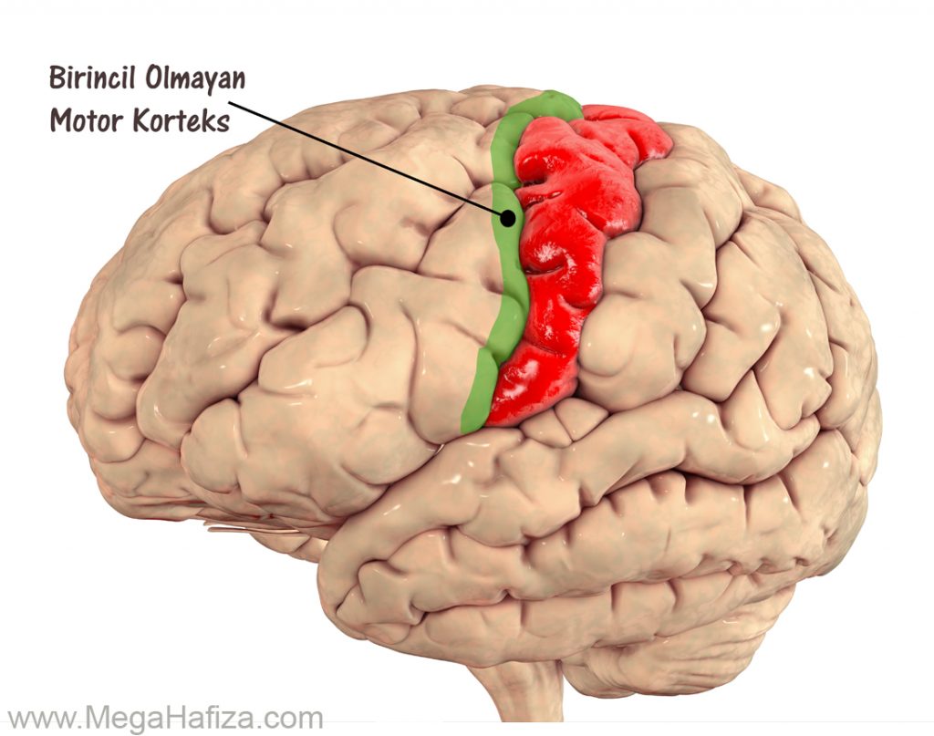 Non-primary Motor Cortex Nedir - Birincil Olmayan Motor Korteks Nedir