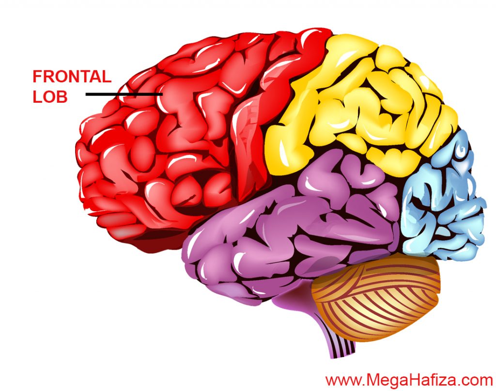 Frontal Lob Nedir - Frontal Lobe