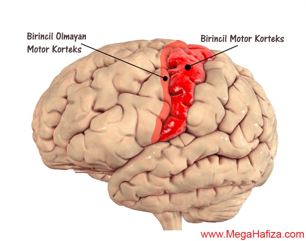 Motor Cortex Nedir - Motor Korteks Nedir