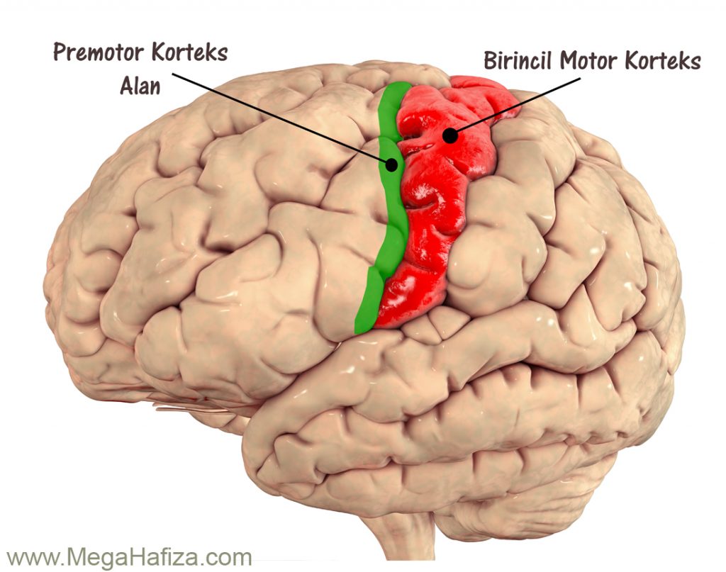 Premotor Cortex Area - Premotor Korteks Alan