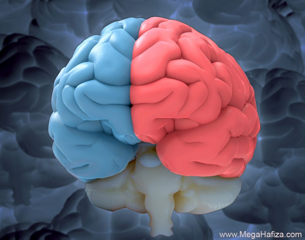 Cerebral Hemispheres Nedir - Serebral Hemisfer Nedir