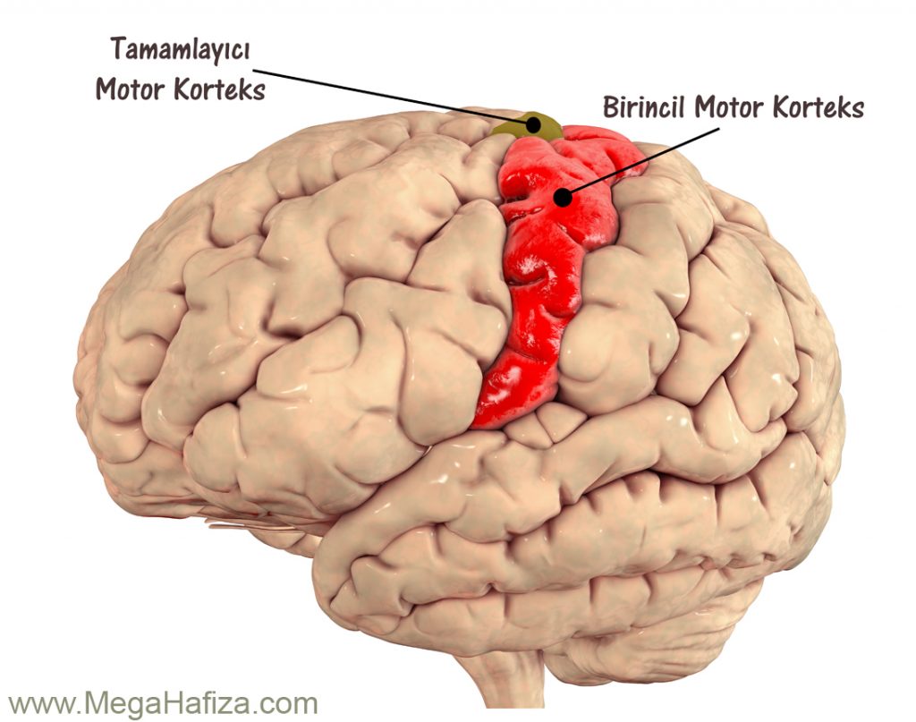  suplementer motor korteks - Tamamlayici Motor Korteks - Supplementary motor cortex