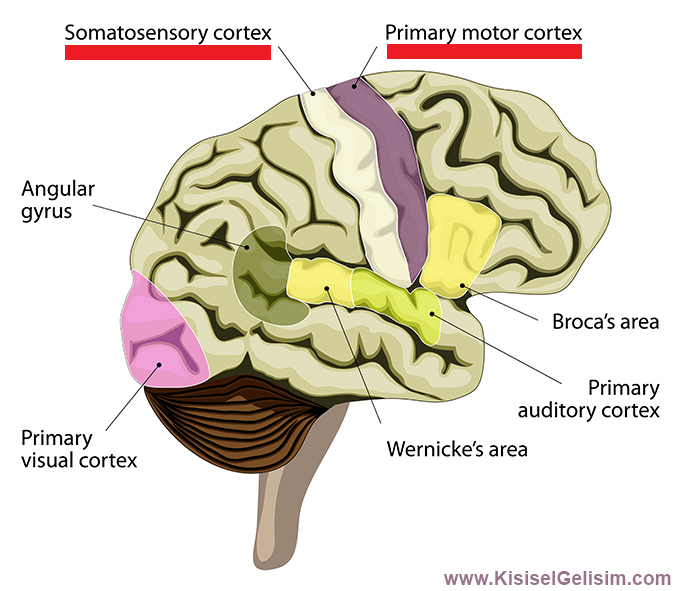 ayna nöronlar - motor korteks - somasensoriyal korteks
