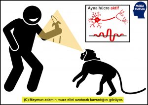 ayna hücreler - maymun hareketi gözlemliyor