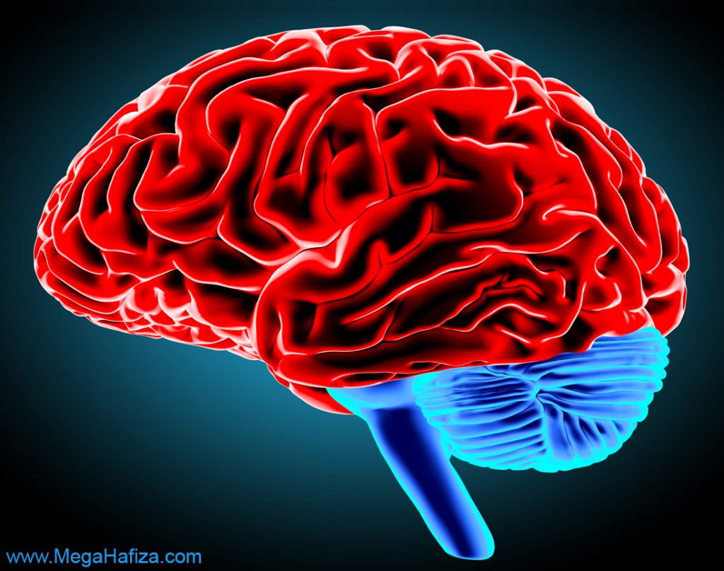 cerebrum nedir - serebrum nedir