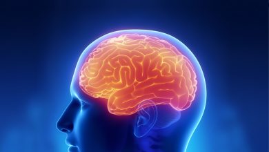 cerebrum nedir - serebrum nedir - beynimizi tanıyalım