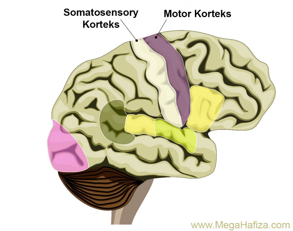 somatik duyu merkezi nedir - somatosensory korteks nedir