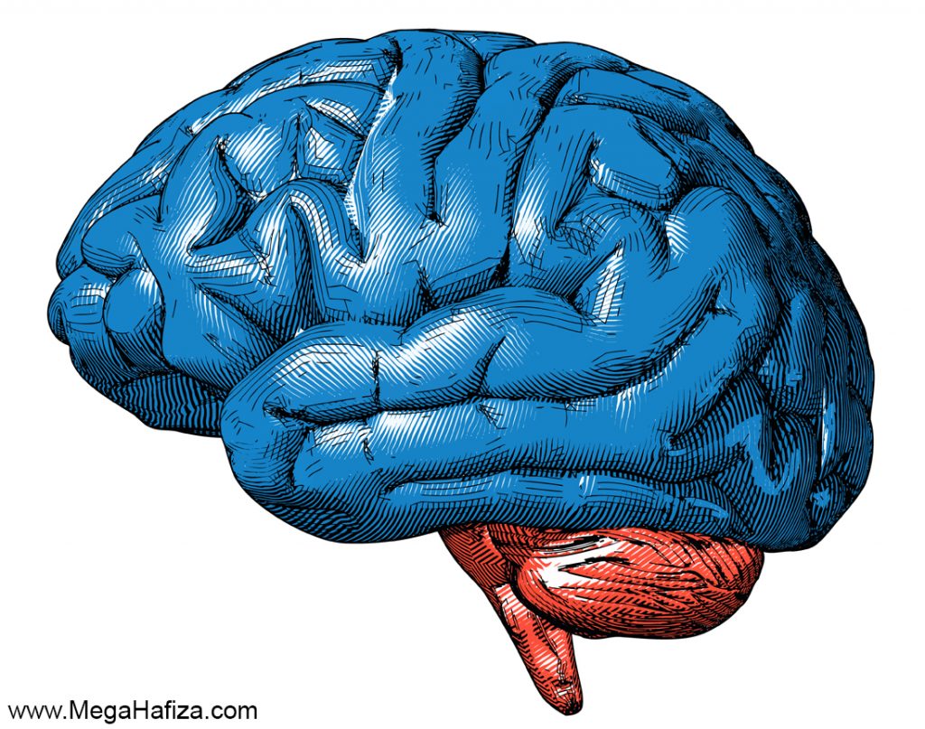 telencephalon nedir - telensefalon nedir