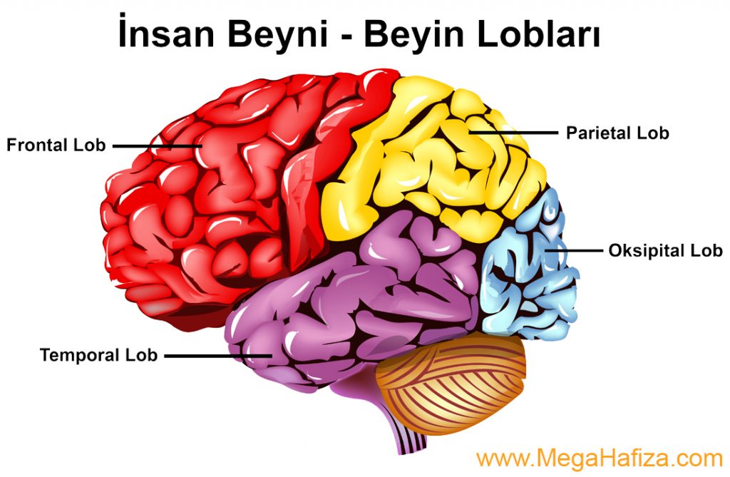 temporal loblar / temporal lobes - temporal lob nedir - temporal loblar nedir