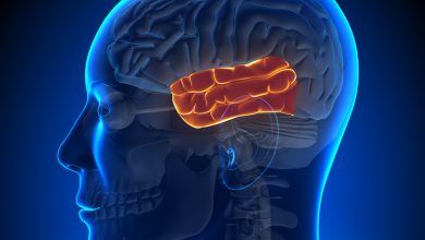 temporal lob nedir - beyin lobları - beynimizi tanıyalım