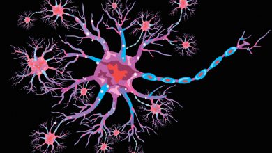 nöroplastisite nedir? beyin plastisitesi nedir?