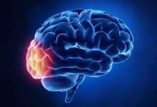 beynin görme merkezi - oksipital lob nedir? / occipital lobe nedir?