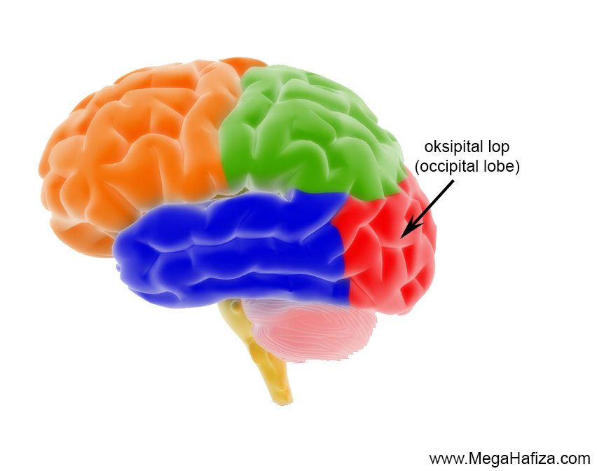 occipital lobe nedir? - oksipital lob nedir?