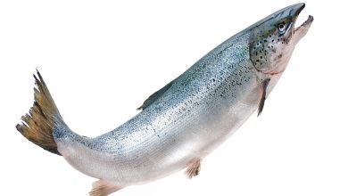 Balık Yemek - Fazla Balık Yemek Sağlıklı mı?