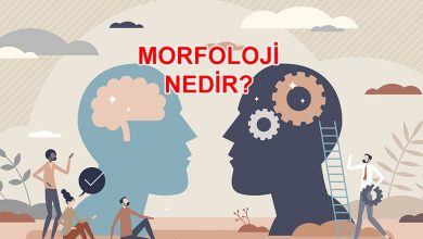 dilbilim - morfoloji nedir