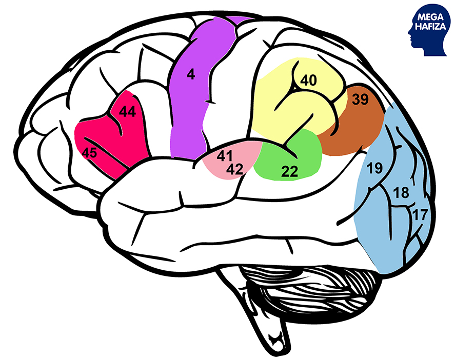 supramarginal gyrus - brodmann area 40 - supramarginal gyrus