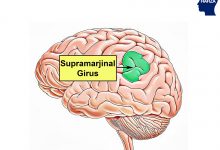 supramarjinal girus - supramarginal gyrus - - brodmann alanı 40