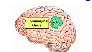 supramarjinal girus - supramarginal gyrus - - brodmann alanı 40