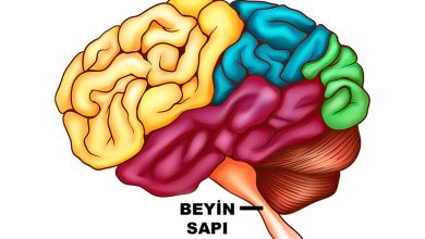 Beyin Haritası - Brain Stem