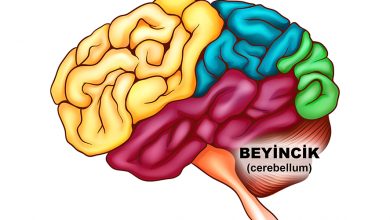 Beyincik - Cerebellum