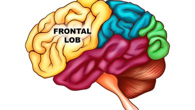 Beyin Haritası - Frontal Loblar
