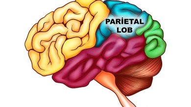 Beyin Haritası - Parietal Lob