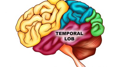 Beyin Haritası - Temporal Lob