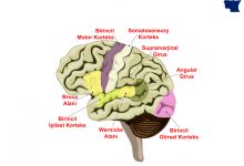 Beyindeki Dil İşleme Alanları - Wernicke Alanı , Angular Girus ve Supramarjinal Girus