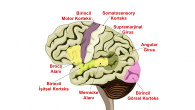 Beyindeki Dil İşleme Alanları - Wernicke Alanı , Angular Girus ve Supramarjinal Girus