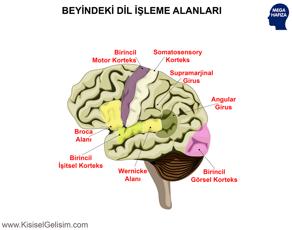 Beyindeki Dil İşleme Alanları - Wernicke Alanı , Angular Girus ve Supramarjinal Girus