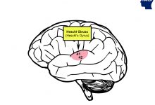 Birincil İşitme Alanı - Heschl's Gyrus