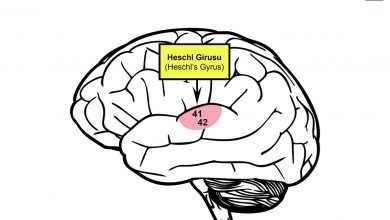 Birincil İşitme Alanı - Heschl's Gyrus