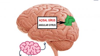 angular gyrus - açısal girus