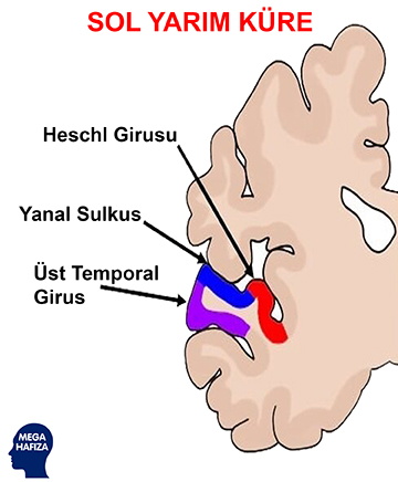 işitsel korteks - auditory cortex