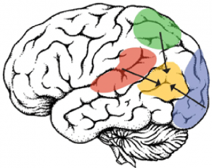 brain - angular gyrus - açısal girus