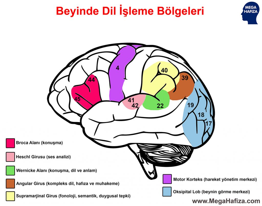Beyindeki Dil İşleme Alanları - Broca Alanı - Wernicke Alanı ve Diğerleri