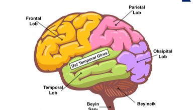 superior temporal gyrus - üst temporal girus