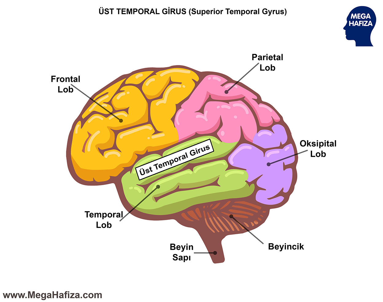 Capability of human brain