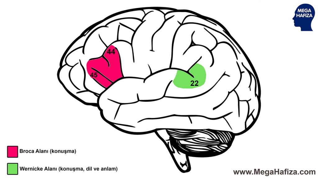 afazi nedir, afazi türleri, wernicke afazisi, broca afazisi, bruce willis